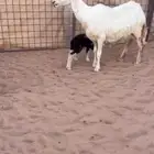 نجدية ( عيسية ) والد معها خروف