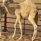 قعود بري في جو سمين