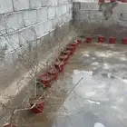 شتلات بشام