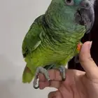 امزون بلوفرنتد