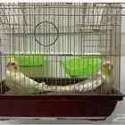 طيور الكروان