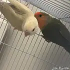 للبيع زوج روز تم البيع