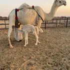 للبيع خلفات ثنتين