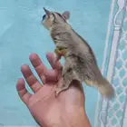 ذكر سنجاب شوقر قلايدر أليف