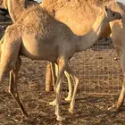 قعود سلاله