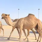 للبيع الناقه القحه