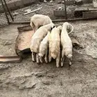 فران