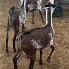 معزة محايلية وشح