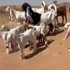 معزاء هولنديات جرم فااخر