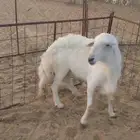 طلي فحل مشروط