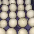 بيض بط بكين