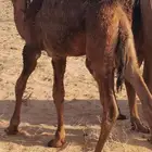 حاشي لباني بري