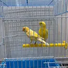 كناري رازا