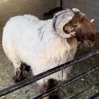 فحل نعيمي معرف صنف فاخر راس وملب من حلال رديني الخنفور