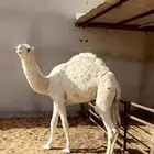 قعود مفرود حاشي