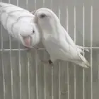 ببغاء باروليت
