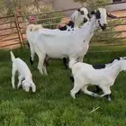 عنزين هجين متاويم