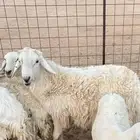 حريات عدد 14 راس بفحلها