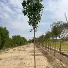 مشاتل الجملة