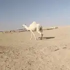 ناقة وضحى لقحه