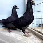 زاجل اسود سك منتج