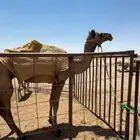 رحول سدس