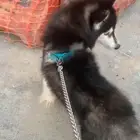 هاسكي بيور 500