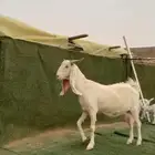 معزاء مطورات بييض مواليد