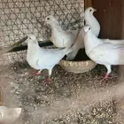 حمام لاحم فرنسي