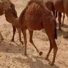 حاشي للبيع الموقع حلي