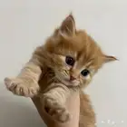 قط شيرازي للبيع 450