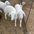 بهم حري