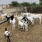 ماعز للبيع 18 راس