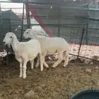 طليين ذبايح