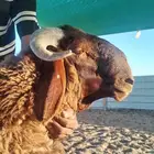 للبيع مشروع فحل جذع نعيم خصم