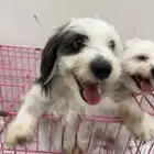 اثنين كلاب للتبني