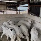 سبع خرفان للبيع