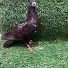 مطلوب اناثي كوريات نفس النوعيه لا يهم اللون الموقع الرياض