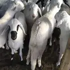 سواكن للبيع
