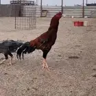 ديك باكستاني