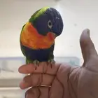 للبيع لوري اليف ومتكلم