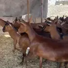 معزا دهم دفيع للبيع العدد 20 راس