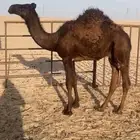 قعدان للبيع 3