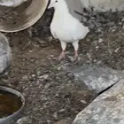 للبيع حمام العدد 200 غرب عفيف