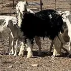 خروووف صنف مقفل شحم نجدي جذع عمره 8 شهور ونص فاخر يصلح فحل