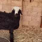 خروف ادغم عربي صنف