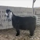 للبيع عنزين عوارض خصصم