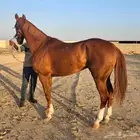 حصان فرنسي جزيري