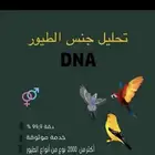 تحليل طيور لمعرفت الجنس DNA