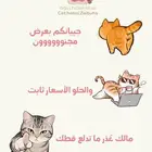 ترويش قطط